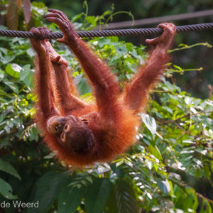 2009-08-16 - Een jonkie onderweg naar wat lekkers<br/>Sepilok Orang-utan Rehabilitatio - Sandakan - Maleisië<br/>Canon EOS 50D - 285 mm - f/5.6, 1/640 sec, ISO 1600