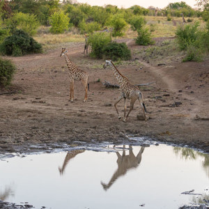 2024-04-27 - Tel jij ook 7 giraffen op deze foto?<br/>Chobe NP - Muchenje - Botswana<br/>Canon EOS R6m2 - 100 mm - f/5.6, 1/125 sec, ISO 2500