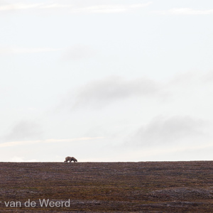 2022-07-15 - Eenzame ijsbeer op de richel<br/>Spitsbergen<br/>Canon EOS R5 - 400 mm - f/7.1, 1/800 sec, ISO 400