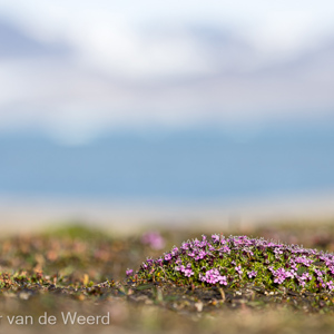 2022-07-14 - Wat er bloeit blijft nogal laag bij de grond<br/>Ny-Ålesund - Spitsbergen<br/>Canon EOS R5 - 200 mm - f/5.6, 1/1250 sec, ISO 200