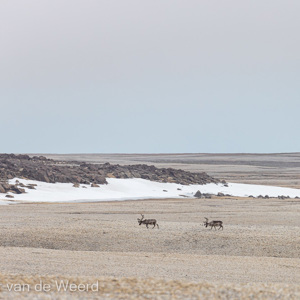 2022-07-18 - Rendieren<br/>Torellneset - Spitsbergen<br/>Canon EOS R5 - 400 mm - f/6.3, 1/1250 sec, ISO 400