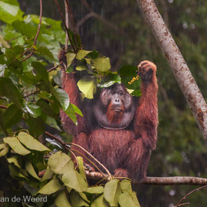2009-08-21 - Maar wel gewoon dooreten in de regen :-)<br/>Borneo Rainforest Lodge - Danum Valley - Maleisië<br/>Canon EOS 50D - 400 mm - f/5.6, 0.01 sec, ISO 1600
