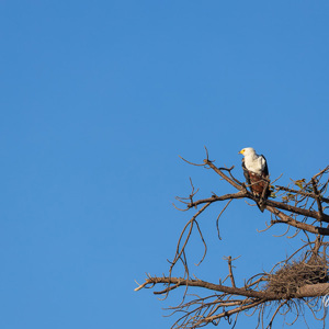 2024-04-29 - Afrikaanse visarend<br/>Chobe NP - Muchenje - Botswana<br/>Canon EOS R6m2 - 400 mm - f/7.1, 1/500 sec, ISO 160