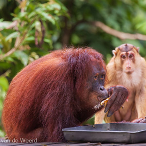 2009-08-17 - Banaantje toe<br/>Sepilok Orang-utan Rehabilitatio - Sandakan - Maleisië<br/>Canon EOS 50D - 400 mm - f/5.6, 1/400 sec, ISO 1600