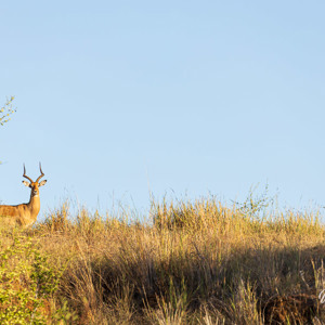 2024-04-28 - Impala<br/>Chobe NP - Muchenje - Botswana<br/>Canon EOS R6m2 - 400 mm - f/8.0, 1/400 sec, ISO 400