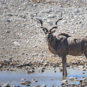 2007-08-18 - Kudu<br/>Etosha NP - Namibie<br/>Canon EOS 30D - 400 mm - f/5.6, 1/640 sec, ISO 200