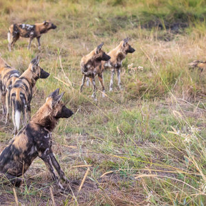 2024-05-01 - De andere groep wilde honden bleef interessant<br/>Kwai Lediba Camp - Kwai (Okavango Delta) - Botswana<br/>Canon EOS R6m2 - 100 mm - f/6.3, 0.02 sec, ISO 6400