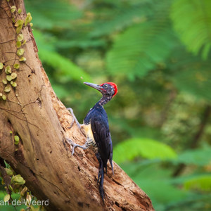 2009-08-17 - Witbuikspecht (Dryocopus javensis, White-Bellied Woodpecker)<br/>Hotel Sepilok Nature Resort - Sandakan - Maleisië<br/>Canon EOS 50D - 400 mm - f/6.3, 1/640 sec, ISO 1000