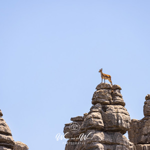 2023-05-01 - Spaanse steenbok (Iberian Ibex)<br/>Paraje Natural Torcal de Anteque - Antequera - Spanje<br/>Canon EOS R5 - 286 mm - f/5.6, 1/500 sec, ISO 200