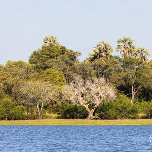 2024-04-27 - Fraaie bomen aan de waterkant<br/>Zambezi rivier - Victoria Falls - Zimbabwe<br/>Canon EOS R5 - 200 mm - f/8.0, 1/1250 sec, ISO 800
