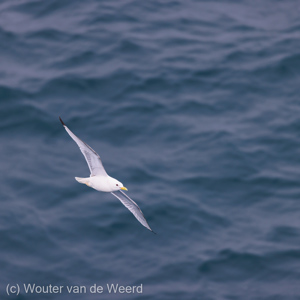 2022-07-18 - Drieteenmeeuw <br/>Torellneset - Spitsbergen<br/>Canon EOS R5 - 400 mm - f/5.6, 1/2000 sec, ISO 800