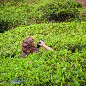 2009-08-06 - Carin als thee-paparazzi<br/>Sungei Palas Tea Estate - Brinchang - Maleisië<br/>Canon EOS 50D - 45 mm - f/8.0, 1/40 sec, ISO 200
