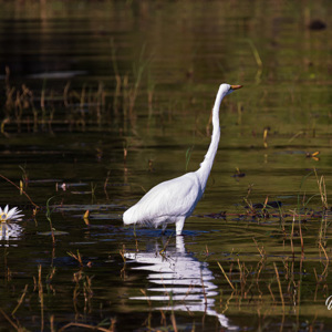 2024-04-27 - Grote witte reiger<br/>Zambezi rivier - Victoria Falls - Zimbabwe<br/>Canon EOS R5 - 400 mm - f/8.0, 1/800 sec, ISO 800