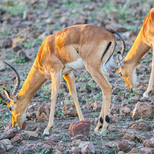 2024-04-28 - Impalas in mooi warm ochtendlicht<br/>Chobe NP - Muchenje - Botswana<br/>Canon EOS R6m2 - 349 mm - f/7.1, 1/500 sec, ISO 12800