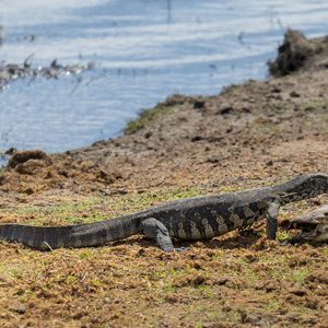 2024-04-28 - Varaan bij een dode vis<br/>Chobe NP - Muchenje - Botswana<br/>Canon EOS R6m2 - 312 mm - f/7.1, 1/320 sec, ISO 320