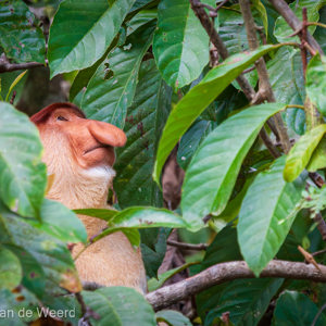 2009-08-19 - Neusaap (Nasalis larvatus, Orang Belanda, Proboscis Monkey)<br/>Kinabatangan rivier - Sukua - Maleisië<br/>Canon EOS 50D - 320 mm - f/5.6, 1/250 sec, ISO 1600