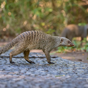 2024-04-26 - De zebramangoesten liepen over het pad<br/>Victoria Falls - Victoria Falls - Zimbabwe<br/>Canon EOS R5 - 286 mm - f/7.1, 1/400 sec, ISO 10000