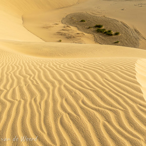 2021-11-02 - Er groeit toch nog iets in de duinen<br/>Las Dunas de Maspalomas - Maspalomas - Gran Canaria - Spanje<br/>Canon EOS 5D Mark III - 24 mm - f/11.0, 1/60 sec, ISO 200