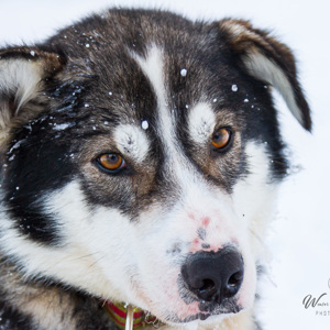 2011-02-09 - Vlekkie<br/>Finn Jan Huskyfarm - Jurmu - Finland<br/>Canon EOS 7D - 80 mm - f/4.0, 0.02 sec, ISO 200