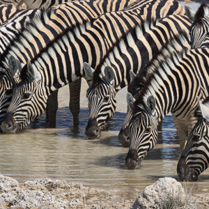 2007-08-19 - Dorstige zebras<br/>Etosha NP - Namibie<br/>Canon EOS 30D - 400 mm - f/14.0, 1/250 sec, ISO 200