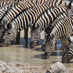 2007-08-19 - Dorstige zebras<br/>Etosha NP - Namibie<br/>Canon EOS 30D - 400 mm - f/14.0, 1/250 sec, ISO 200