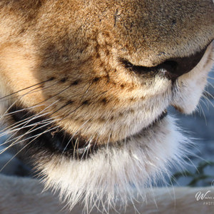 2024-05-07 - Close-up van de snorharen<br/>Deception Valley Lodge - Central Kalahari Game Reserve - Botswana<br/>Canon PowerShot SX70 HS - 247 mm - f/6.5, 1/200 sec, ISO 125