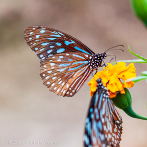 2009-08-06 - Een van de vele prachtige vlindersoorten<br/>Butterfly Farm - Brinchang - Maleisië<br/>Canon EOS 50D - 60 mm - f/3.2, 1/200 sec, ISO 400