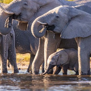 2024-05-02 - Het kleintje stond beschermd tussen de poten van mam<br/>Kwai rivier - Kwai (Okavango Delta) - Botswana<br/>Canon EOS R5 - 400 mm - f/7.1, 1/400 sec, ISO 1600
