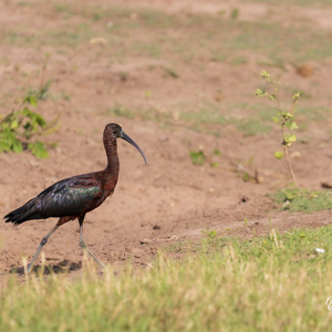2024-04-28 - Zwarte ibis<br/>Chobe NP - Muchenje - Botswana<br/>Canon EOS R6m2 - 400 mm - f/7.1, 1/400 sec, ISO 160