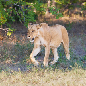 2024-04-27 - Leeuwin<br/>Chobe NP - Muchenje - Botswana<br/>Canon EOS R6m2 - 400 mm - f/7.1, 1/500 sec, ISO 2500