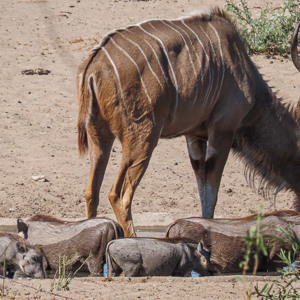 2024-05-06 - Kudu en wrattenzwijnen bij de waterpoel bij de lodge<br/>Deception Valley Lodge - Central Kalahari Game Reserve - Botswana<br/>Canon PowerShot SX70 HS - 147.5 mm - f/5.6, 1/800 sec, ISO 100