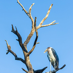 2024-04-30 - Mariboe<br/>Kala Camp - Okavango Delta - Botswana<br/>Canon EOS R6m2 - 164 mm - f/7.1, 1/250 sec, ISO 800
