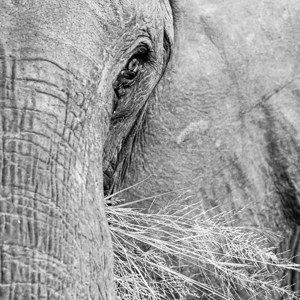 2024-04-30 - Close up van de olifanten-kop<br/>Kala Camp - Okavango Delta - Botswana<br/>Canon EOS R6m2 - 400 mm - f/5.6, 1/400 sec, ISO 6400