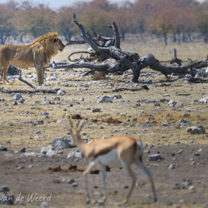 2007-08-19 - Een stoere of domme springbok?<br/>Etosha NP - Namibie<br/>Canon EOS 30D - 400 mm - f/5.6, 1/1600 sec, ISO 200