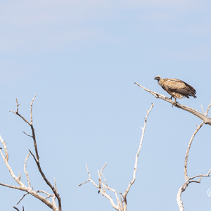 2024-04-28 - Kaapse gier<br/>Chobe NP - Muchenje - Botswana<br/>Canon EOS R6m2 - 400 mm - f/7.1, 1/500 sec, ISO 400