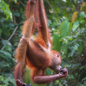 2009-08-16 - Helaas, er waren alleen nog maar oude bananenschillen<br/>Sepilok Orang-utan Rehabilitatio - Sandakan - Maleisië<br/>Canon EOS 50D - 400 mm - f/5.6, 1/640 sec, ISO 1600