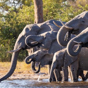 2024-05-02 - Grappig dat ze allemaal tegelijk aan het drinken zijn<br/>Kwai rivier - Kwai (Okavango Delta) - Botswana<br/>Canon EOS R5 - 330 mm - f/7.1, 1/500 sec, ISO 1250