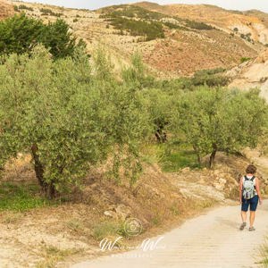 2023-04-29 - Wandelen tussen de olijfbomen<br/>Hinojares - Spanje<br/>Canon EOS R5 - 53 mm - f/11.0, 1/200 sec, ISO 400