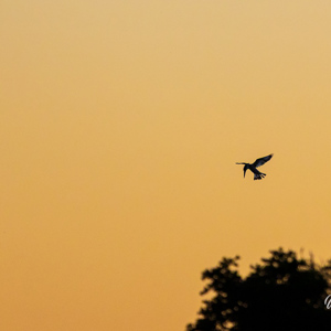 2024-04-29 - Bonte ijsvogel op jacht in het laatste zonlicht<br/>Kala Camp - Okavango Delta - Botswana<br/>Canon EOS R6m2 - 400 mm - f/7.1, 1/400 sec, ISO 1600