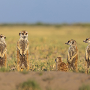 2024-05-04 - Zo, de familie is compleet<br/>Makgadikgadi NP - Gweta - Botswana<br/>Canon EOS R6m2 - 263 mm - f/7.1, 1/400 sec, ISO 200