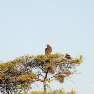 2024-05-06 - Oorgier (Torgos tracheliotos) en arend<br/>Deception Valley Lodge - Central Kalahari Game Reserve - Botswana<br/>Canon EOS R6m2 - 400 mm - f/6.3, 1/400 sec, ISO 400