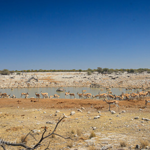 2007-08-17 - Waterpoel bij Okaukuejo<br/>Etosha NP - Namibie<br/>Canon EOS 30D - 22 mm - f/14.0, 0.02 sec, ISO 100