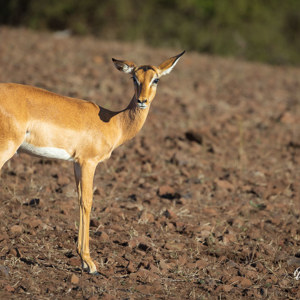 2024-04-29 - Impala<br/>Chobe NP - Muchenje - Botswana<br/>Canon EOS R6m2 - 400 mm - f/7.1, 1/500 sec, ISO 320