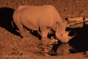Etosha