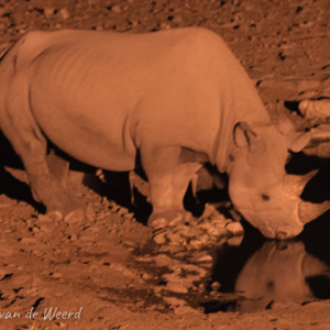 2007-08-19 - Witte neushoorn bij verlichte waterpoel<br/>Etosha NP - Halali - Namibie<br/>Canon EOS 30D - 360 mm - f/8.0, 1.3 sec, ISO 1600