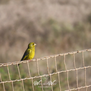 2023-04-22 - Groenling<br/>Arrecife de las sirenas - Cabo de Gata - Spanje<br/>Canon PowerShot SX70 HS - 221.1 mm - f/6.3, 1/640 sec, ISO 100