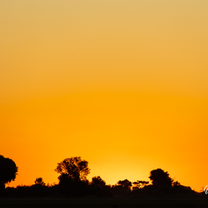 2024-04-29 - Afrikaanse kleuren bij zonsondergang<br/>Kala Camp - Okavango Delta - Botswana<br/>Canon EOS R6m2 - 321 mm - f/6.3, 1/400 sec, ISO 250