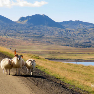 2023-09-11 - Trio schapen onderweg<br/>Langs de N54 - Hvammsfjördur - IJsland<br/>Canon PowerShot SX70 HS -  - , , ISO 100