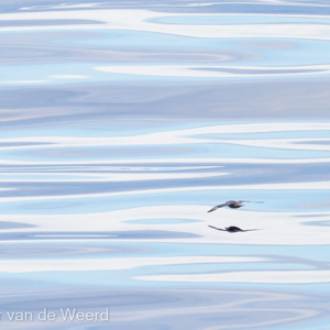 2022-07-20 - Noordse stormvogel zwevend boven de fraaie zee<br/>Spitsbergen<br/>Canon EOS R5 - 400 mm - f/5.6, 1/2500 sec, ISO 800