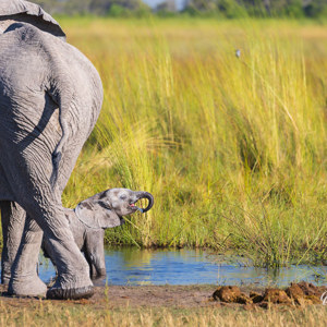 2024-05-02 - Dorstig klein olifantje<br/>Moremi Game Reserve - Kwai (Okavango Delta) - Botswana<br/>Canon EOS R6m2 - 349 mm - f/7.1, 1/500 sec, ISO 320